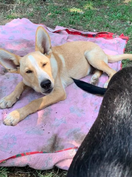 Donato 10mesi kg10 aspetta da cucciolo.SALERNO | Foto 0