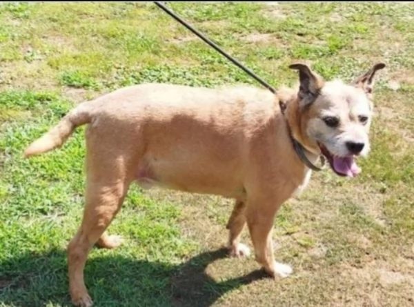 Maschio 11anni medio piccolo padrone [hidden] | Foto 1