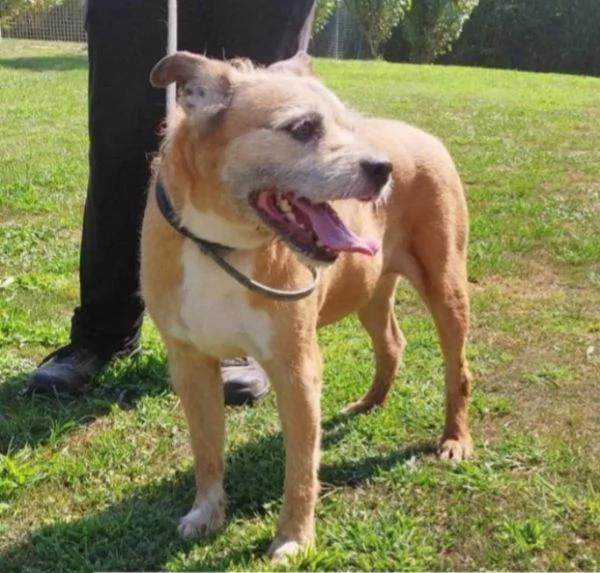 Maschio 11anni medio piccolo padrone [hidden] | Foto 0
