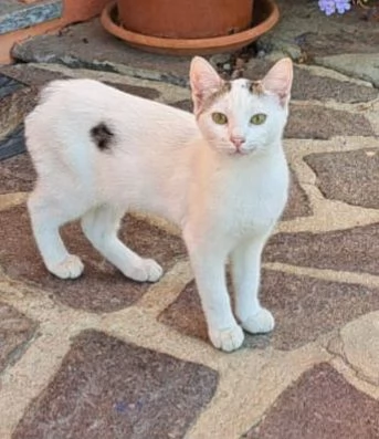 3mici 4mesi e giovanissima mamma SOS VOGHERA PV | Foto 2