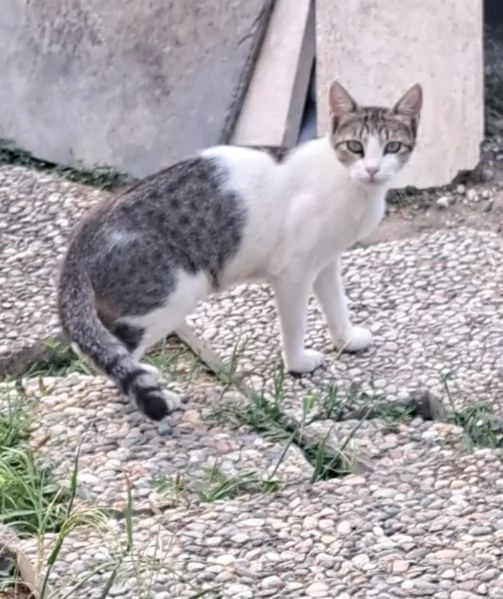 3mici 4mesi e giovanissima mamma SOS VOGHERA PV | Foto 0