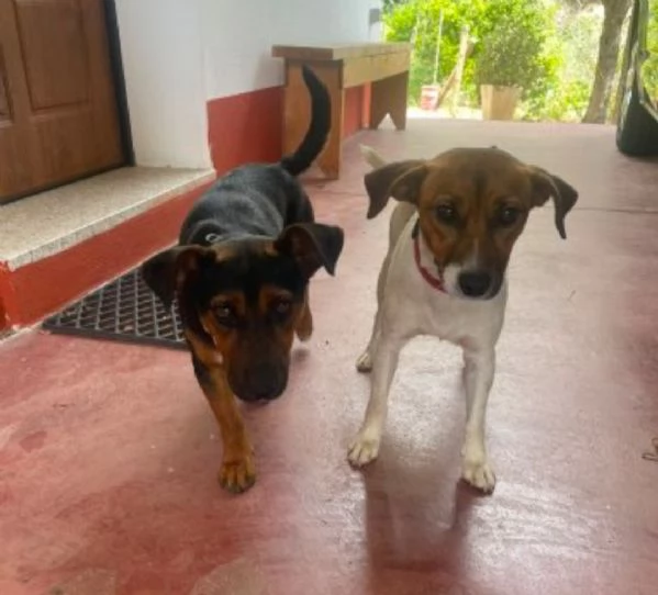 2fratellini 1anno kg5 INSEPARABILI RIMASTI FUORI CASA .NUORO | Foto 3