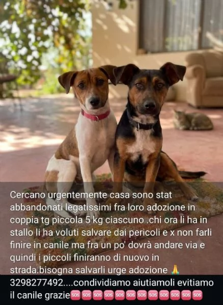 2fratellini 1anno kg5 INSEPARABILI RIMASTI FUORI CASA .NUORO