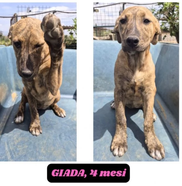 Ultimi 2cuccioli 6 e 8 mesi SENZA RICHIESTE.CATANIA | Foto 0