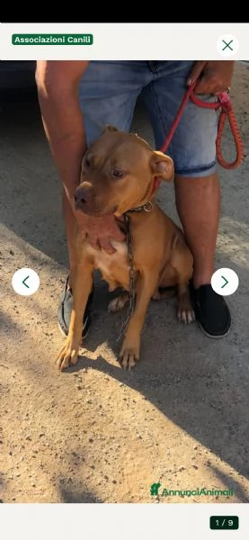 Pitbull Red Nose femmina 2anni SUPER URGENTE AIUTO! LUINO (VA)