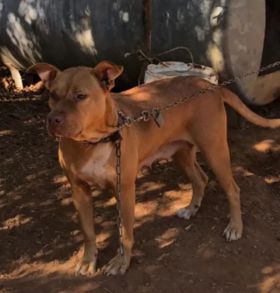 Pitbull Red Nose femmina 2anni SUPER URGENTE AIUTO! LUINO (VA) | Foto 4