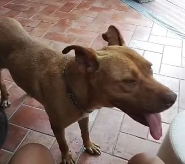 Pitbull Red Nose femmina 2anni SUPER URGENTE AIUTO! LUINO (VA) | Foto 1