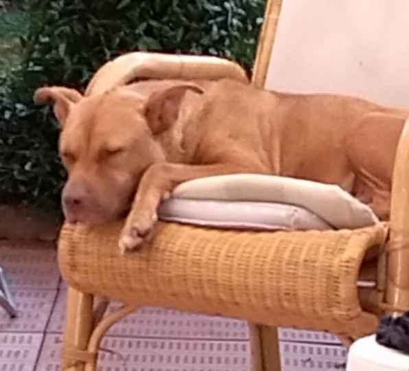 Pitbull Red Nose femmina 2anni SUPER URGENTE AIUTO! LUINO (VA) | Foto 0