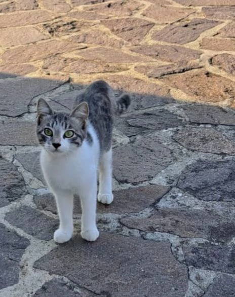 3micini 4mesi bianchi/grigi DA SALVARE!! VOGHERA | Foto 2