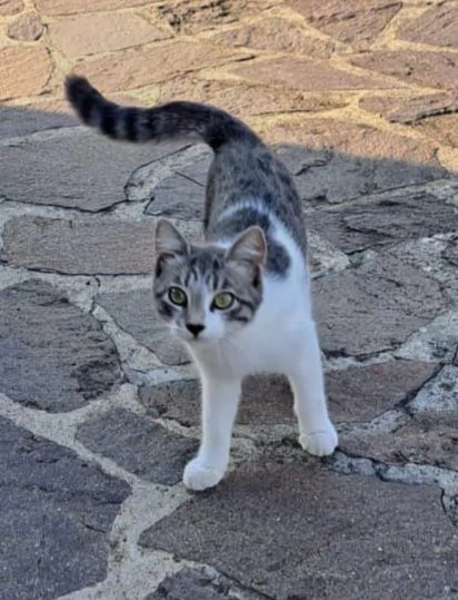 3micini 4mesi bianchi/grigi DA SALVARE!! VOGHERA | Foto 1
