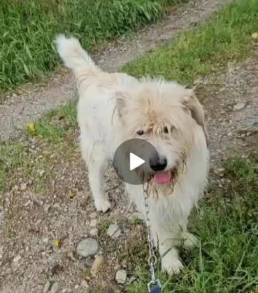 Simil Spinone bellissimo 6anni INVISIBILE! NOVARA | Foto 4