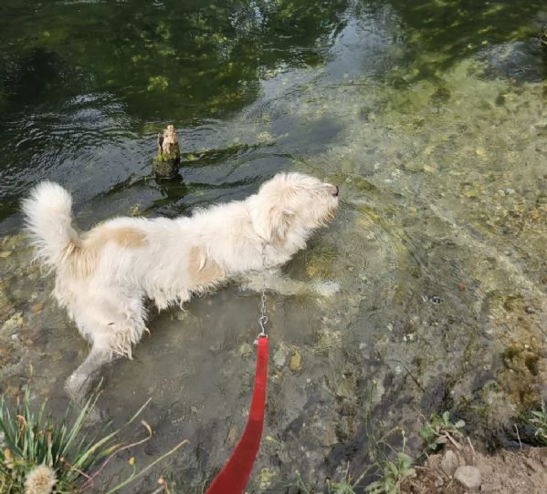 Simil Spinone bellissimo 6anni INVISIBILE! NOVARA | Foto 3