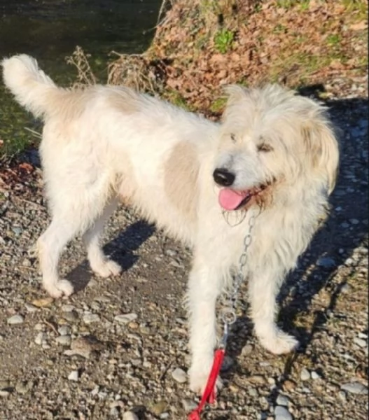 Simil Spinone bellissimo 6anni INVISIBILE! NOVARA | Foto 2