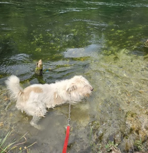 Simil Spinone bellissimo 6anni INVISIBILE! NOVARA | Foto 1