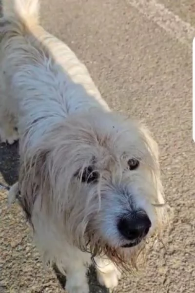 Simil Spinone bellissimo 6anni INVISIBILE! NOVARA | Foto 0