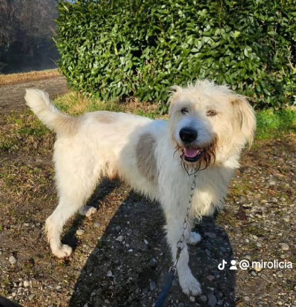 Simil Spinone bellissimo 6anni INVISIBILE! NOVARA