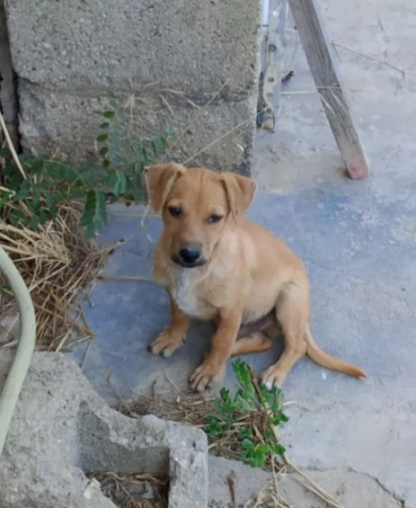 Balto 4mesi tg piccola/medio piccola COSENZA SOS