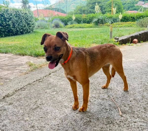 Kira 2anni kg12 salvata e salita in stallo a Savona | Foto 1