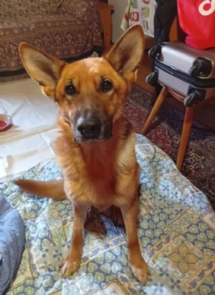 Pastore Tedesco femmina 6anni aspetta da tanto  PUGLIA | Foto 5