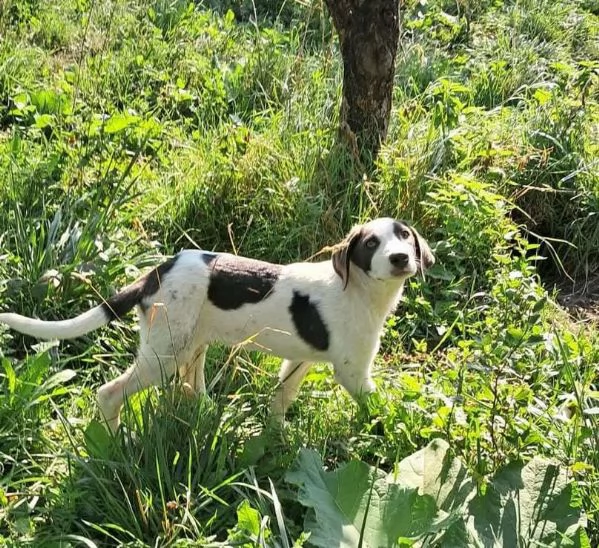 Gary 4mesi IN ARRIVO A MILANO URGENTE  | Foto 1