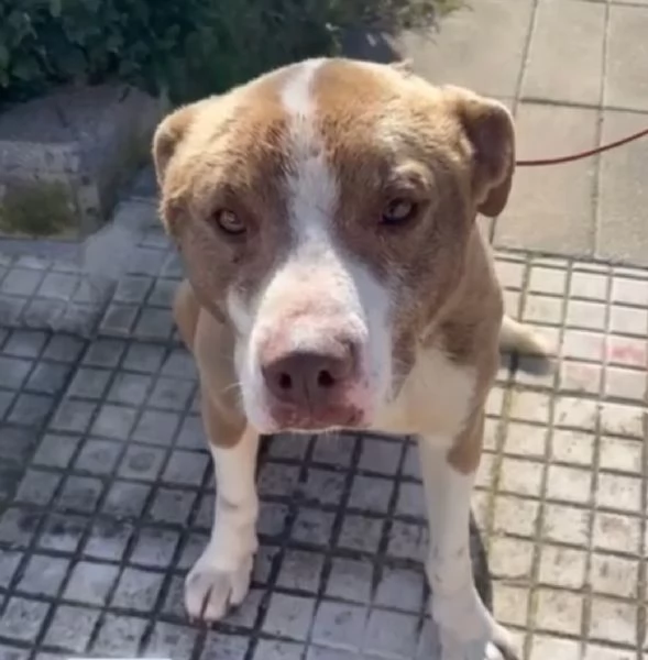 Simil Amstaff splendido 1anno trovato legato ad 1palo.SIRACUSA | Foto 4