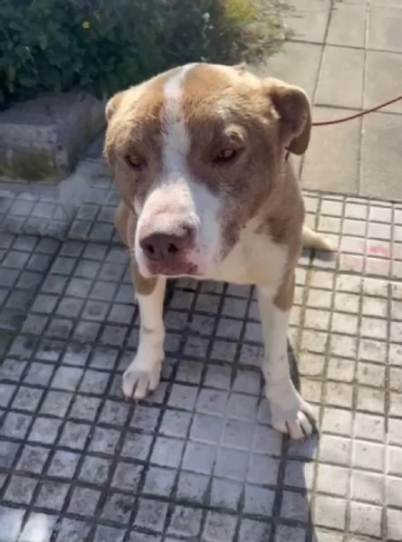 Simil Amstaff splendido 1anno trovato legato ad 1palo.SIRACUSA | Foto 3