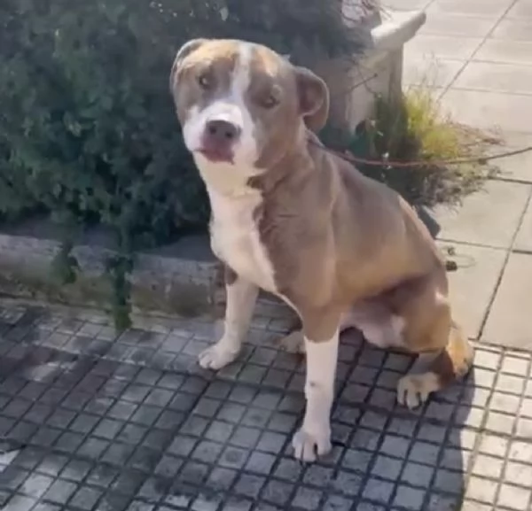 Simil Amstaff splendido 1anno trovato legato ad 1palo.SIRACUSA | Foto 2