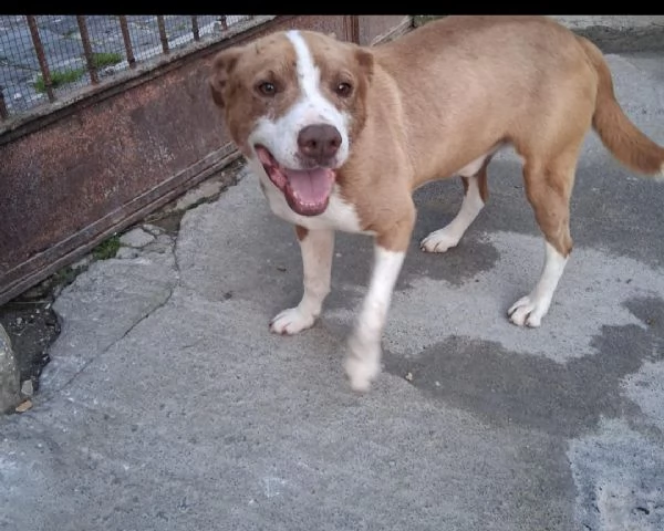 Simil Amstaff splendido 1anno trovato legato ad 1palo.SIRACUSA | Foto 1