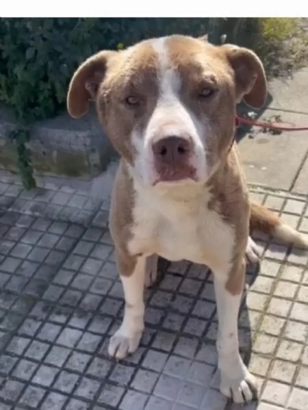 Simil Amstaff splendido 1anno trovato legato ad 1palo.SIRACUSA