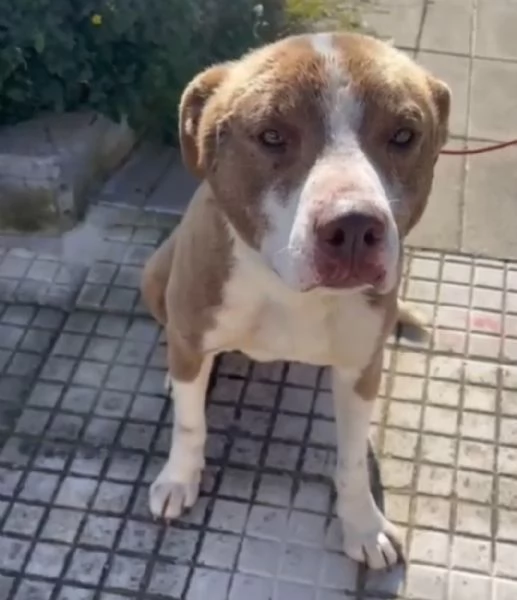 Simil Amstaff splendido 1anno trovato legato ad 1palo.SIRACUSA | Foto 0