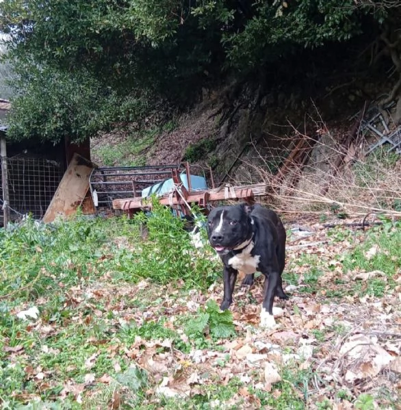 American Bully 3anni E LA SUA ASSURDA E TRISTE STORIA! ALESSANDRIA  | Foto 6
