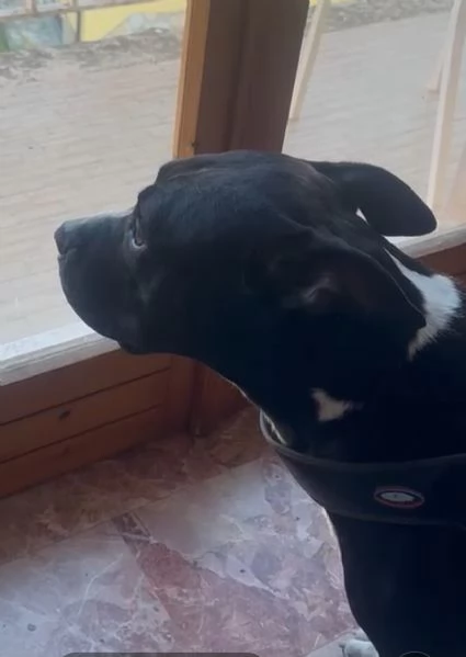 American Bully 3anni E LA SUA ASSURDA E TRISTE STORIA! ALESSANDRIA  | Foto 5