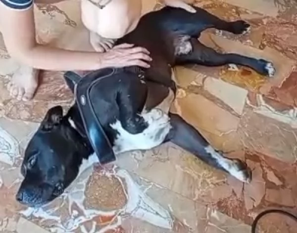 American Bully 3anni E LA SUA ASSURDA E TRISTE STORIA! ALESSANDRIA  | Foto 3