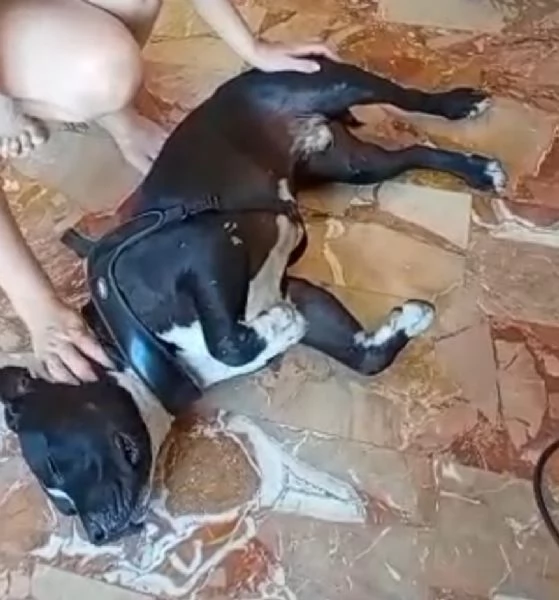 American Bully 3anni E LA SUA ASSURDA E TRISTE STORIA! ALESSANDRIA  | Foto 2