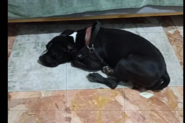 American Bully 3anni E LA SUA ASSURDA E TRISTE STORIA! ALESSANDRIA  | Foto 0
