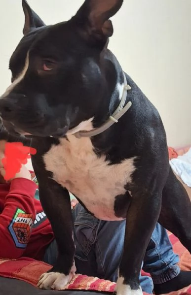 American Bully 3anni E LA SUA ASSURDA E TRISTE STORIA! ALESSANDRIA 