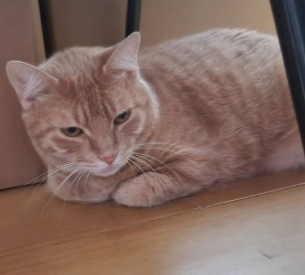 Micio rosso 3anni rimasto solo fuori casa! CAGLIARI | Foto 0