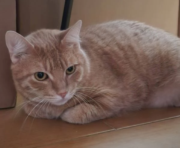 Micio rosso 3anni rimasto solo fuori casa! CAGLIARI