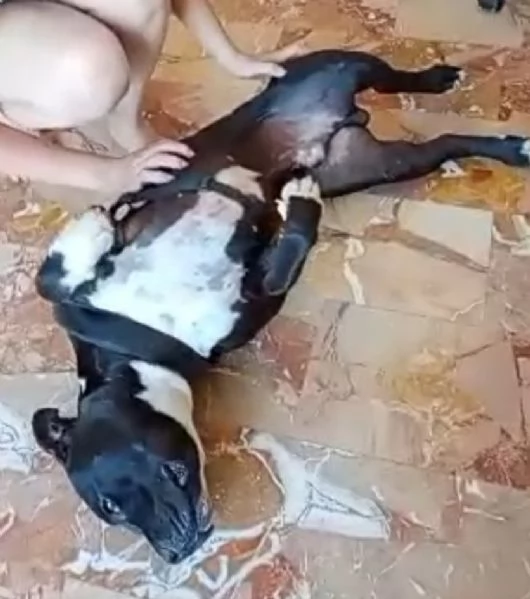American Bully 3anni E LA SUA INCREDIBILE E TRISTE STORIA! ALESSANDRIA  | Foto 6