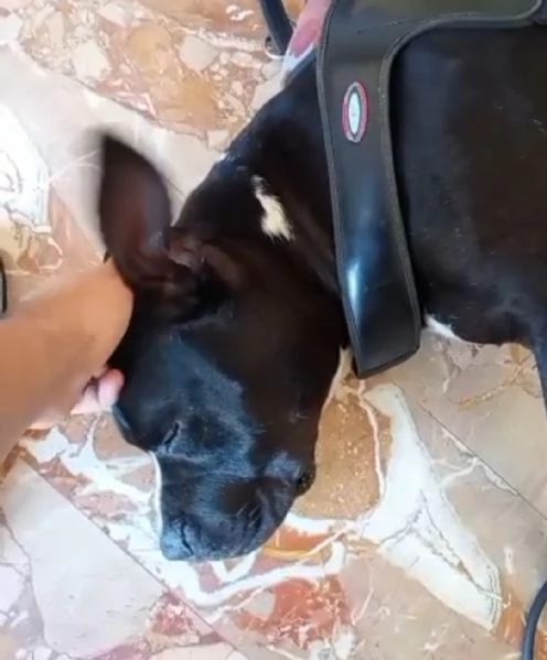 American Bully 3anni E LA SUA INCREDIBILE E TRISTE STORIA! ALESSANDRIA  | Foto 5