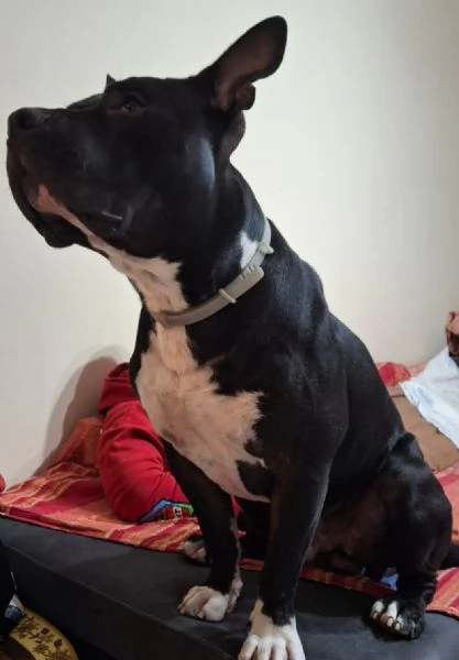 American Bully 3anni E LA SUA INCREDIBILE E TRISTE STORIA! ALESSANDRIA 