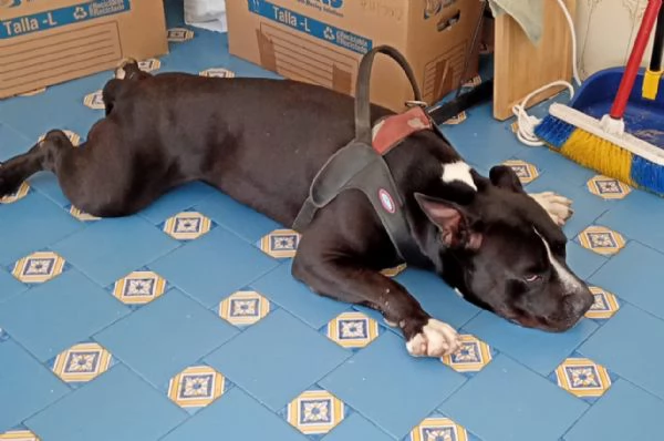 American Bully 3anni E LA SUA INCREDIBILE E TRISTE STORIA! ALESSANDRIA  | Foto 1