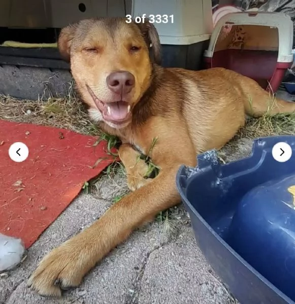 Enea 8mesi da 1occhietto non ci vede.adottato e mollato! FIRENZE