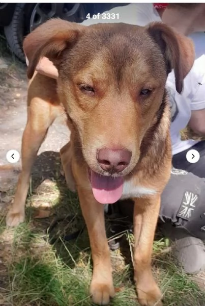 Enea 8mesi da 1occhietto non ci vede.adottato e mollato! FIRENZE | Foto 1