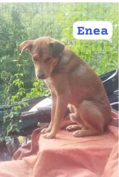 Enea 8mesi da 1occhietto non ci vede.adottato e mollato! FIRENZE | Foto 0
