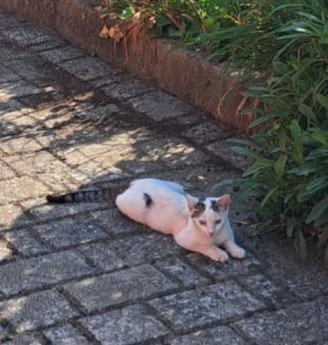 Mici 4mesi da salvare SOS VOGHERA PV | Foto 3