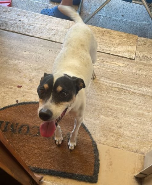 Jack Russel 12anni PADRONA IN RSA,SOLO IN [hidden] | Foto 1
