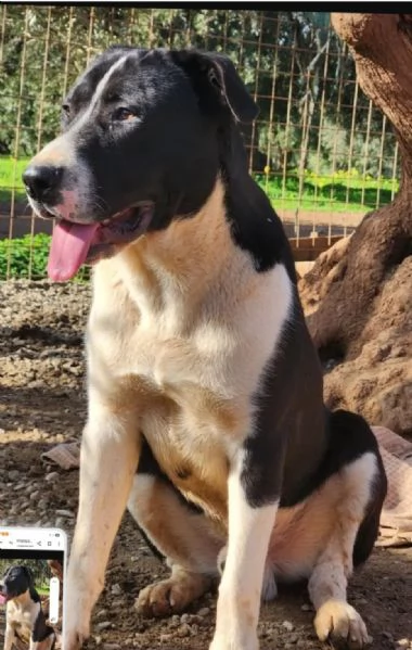 Oliver 14mesi mix Pitbull cresce in  rifugio.COSENZA | Foto 5