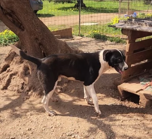 Oliver 14mesi mix Pitbull cresce in  rifugio.COSENZA | Foto 1