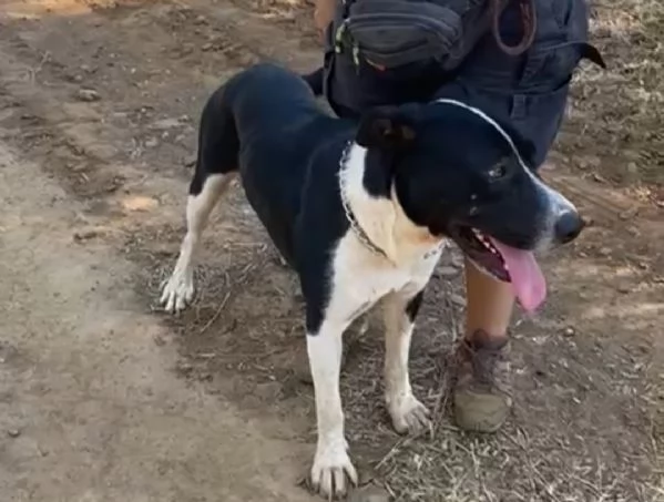 Oliver 14mesi mix Pitbull cresce in  rifugio.COSENZA | Foto 0